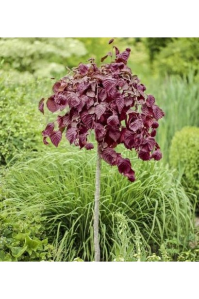 Фундук Варшавський Червоний на штамбі в ландшафті